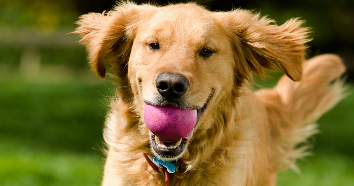 Dogs or cats? It’s time to fly your flag and vote on Britain’s best pet