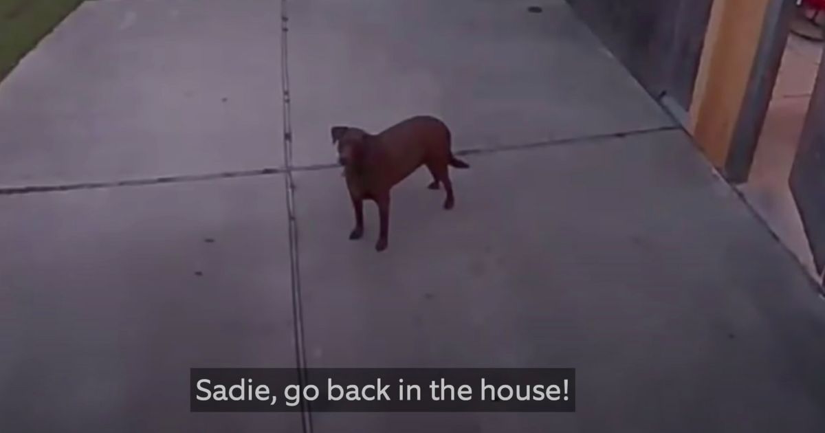 Naughty escaping dog goes back inside after owner calls her out via security camera