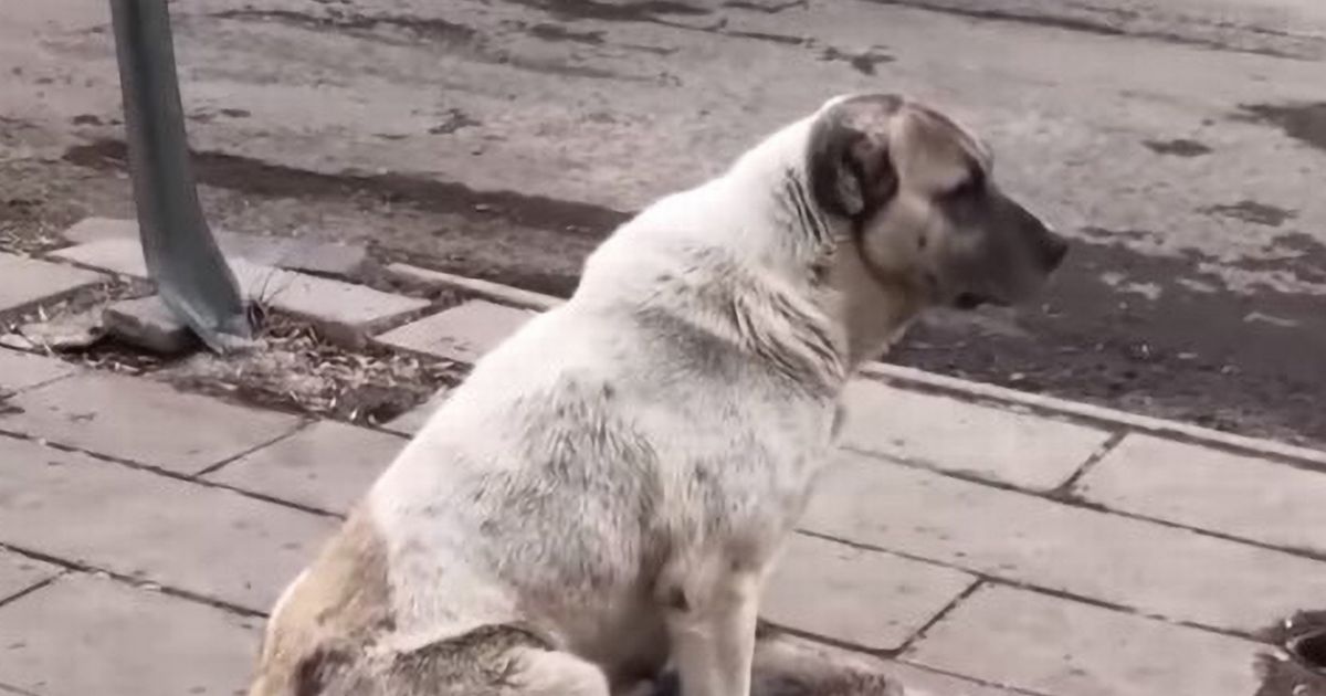 Heartbreaking moment dog tries to ‘kiss’ and revive her puppy hit by a car