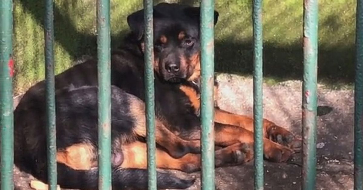 Zoo rumbled after trying to replace wolf with Rottweiler dog as it’s ‘cheaper’