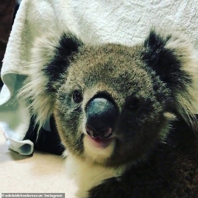 ,000 reward on offer to find driver who deliberately hit koala in Adelaide Hills