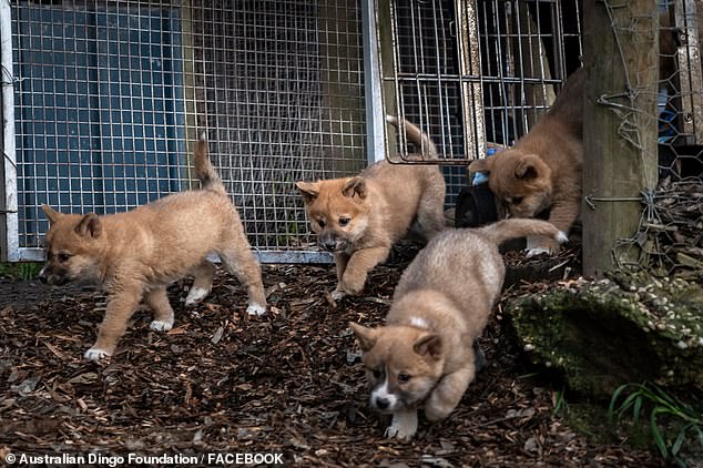 Adorable moment a baby dingo plays with its ball after a bumper breeding year in Australia