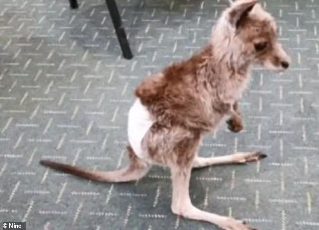 Family who ‘roo-napped’ kangaroo Rocky from animal shelter left heartbroken