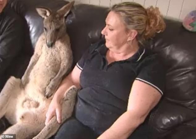 NSW family accused of kidnap of pet kangaroo during bushfires