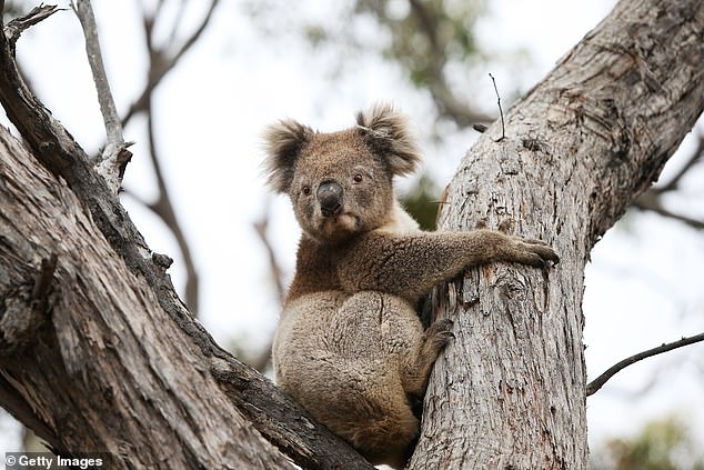 Bushfire donations will pay for new .84million koala hospital