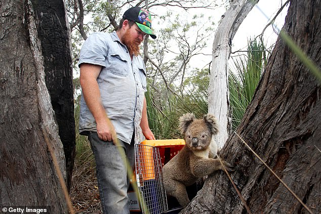 This Morning viewers praise wildlife park owner on Australia’s Kangaroo Island and gush over bear