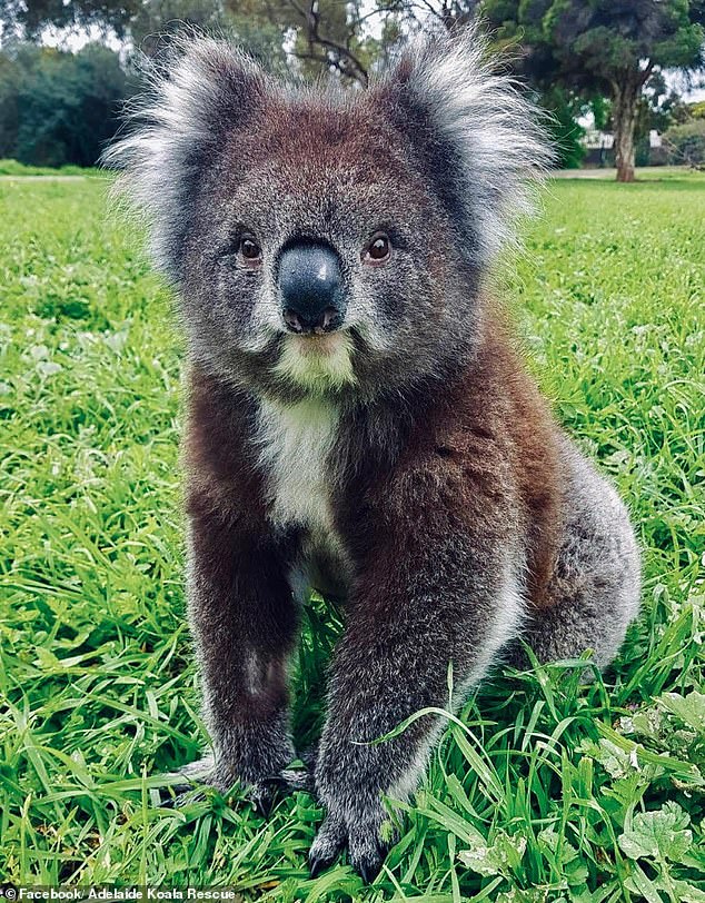 Adelaide: Race against time for a koala rescue centre to secure a wildlife new permit