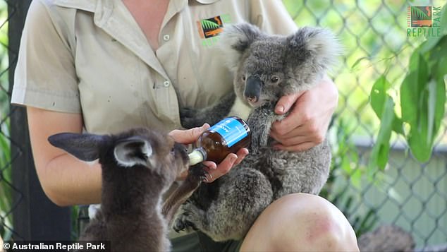 Ash the koala and Frankie the rescue joey become best friends at Australian Reptile Park