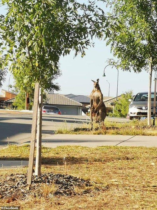 Well that’s not your usual neighbour! HUGE kangaroos are spotted in Canberra