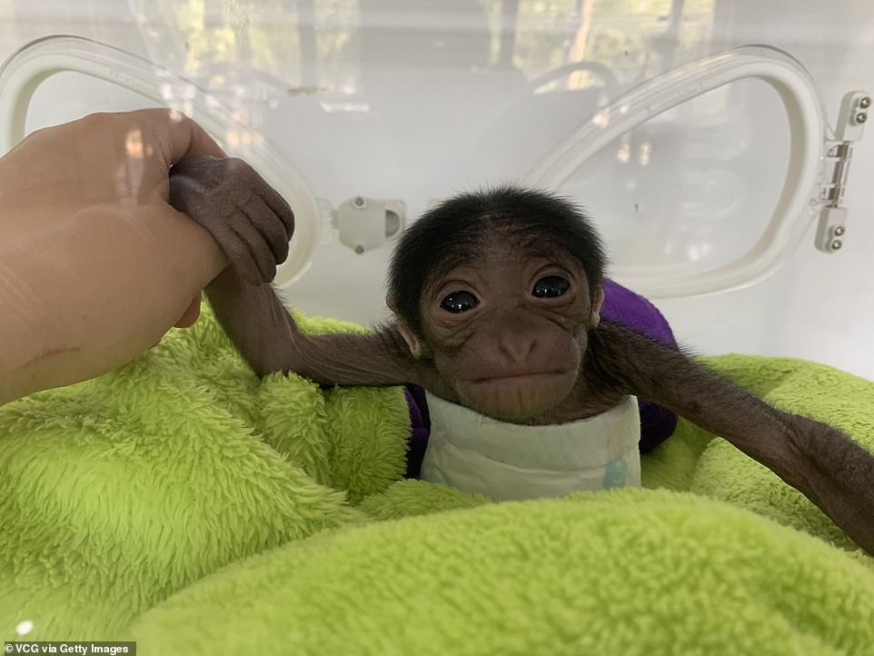 Adorable baby gibbon snuggles up to his blanket after being born by C-section at a Chinese zoo