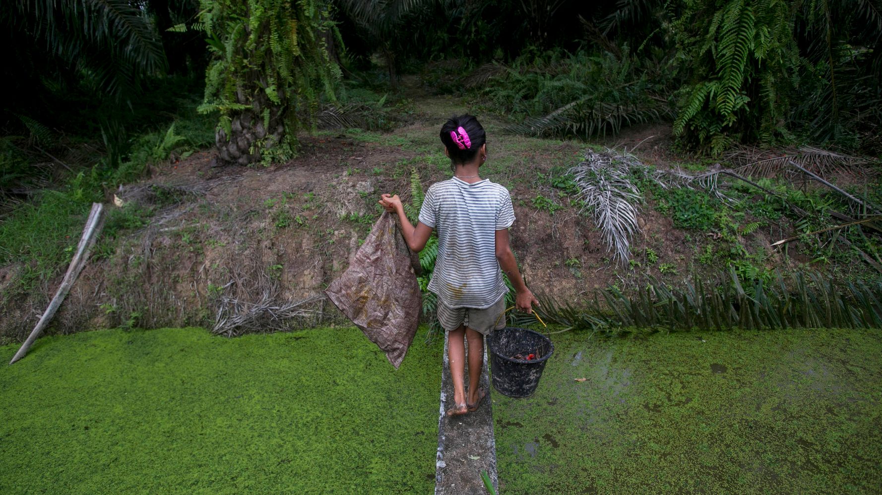 Child Labor In Palm Oil Industry Tied To Girl Scout Cookies