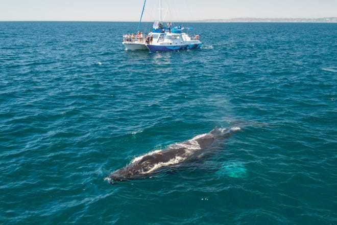 Dana Point, California, designated as first Whale Heritage Site in US