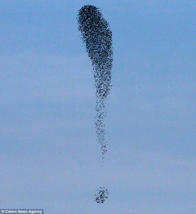 Photographer captures the moment 5,000 birds create an exclamation mark formation in the sky