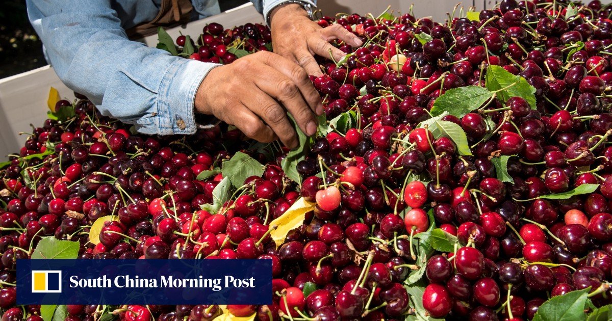 Chinaâ€™s cherry sales suffer â€˜devastating blowâ€™ after reports of coronavirus contamination scare consumers