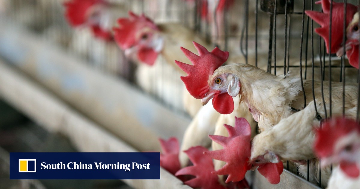 From Japan to India, Asiaâ€™s poultry farmers battle H5N8 bird flu outbreak