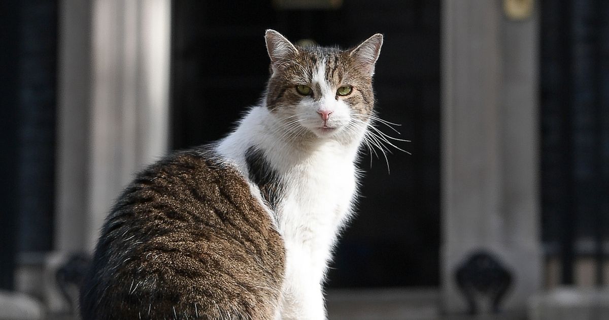 Downing Street’s biggest furry divas from Chief Mouser’s Â£100 salary to tragic ends