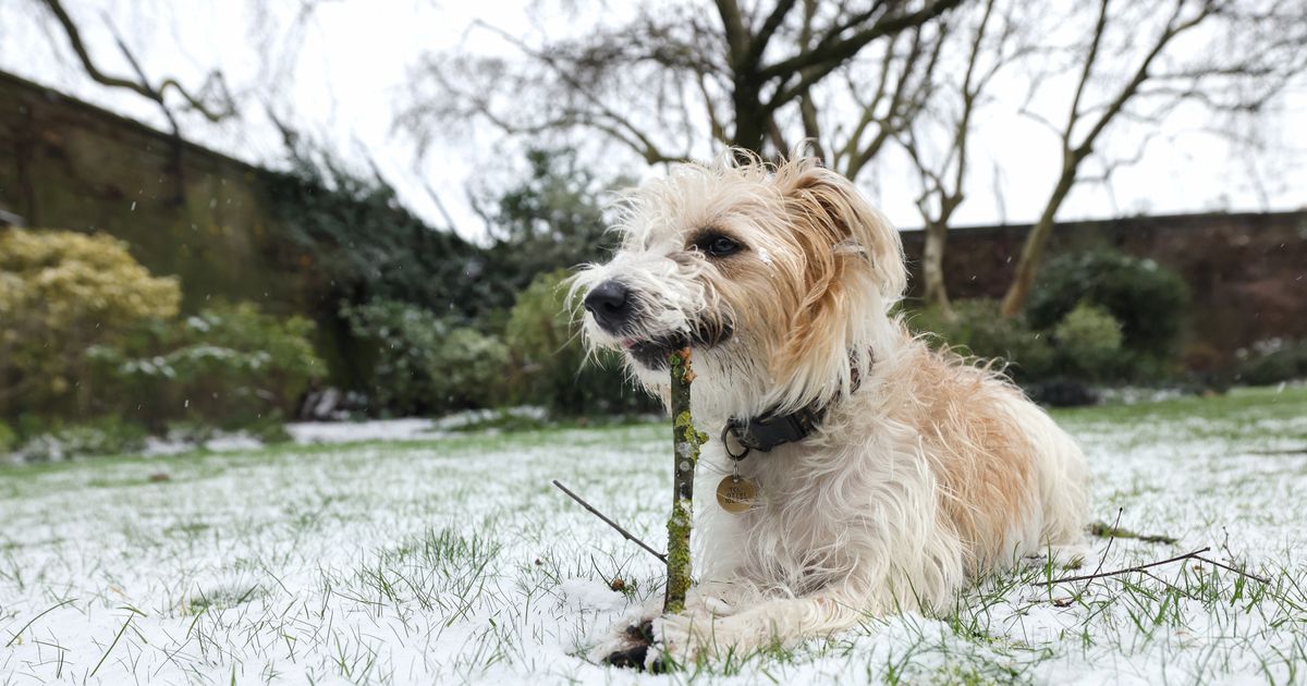 Boris Johnson used taxpayer money to pay for photoshoot of No.10’s pet dog Dilyn