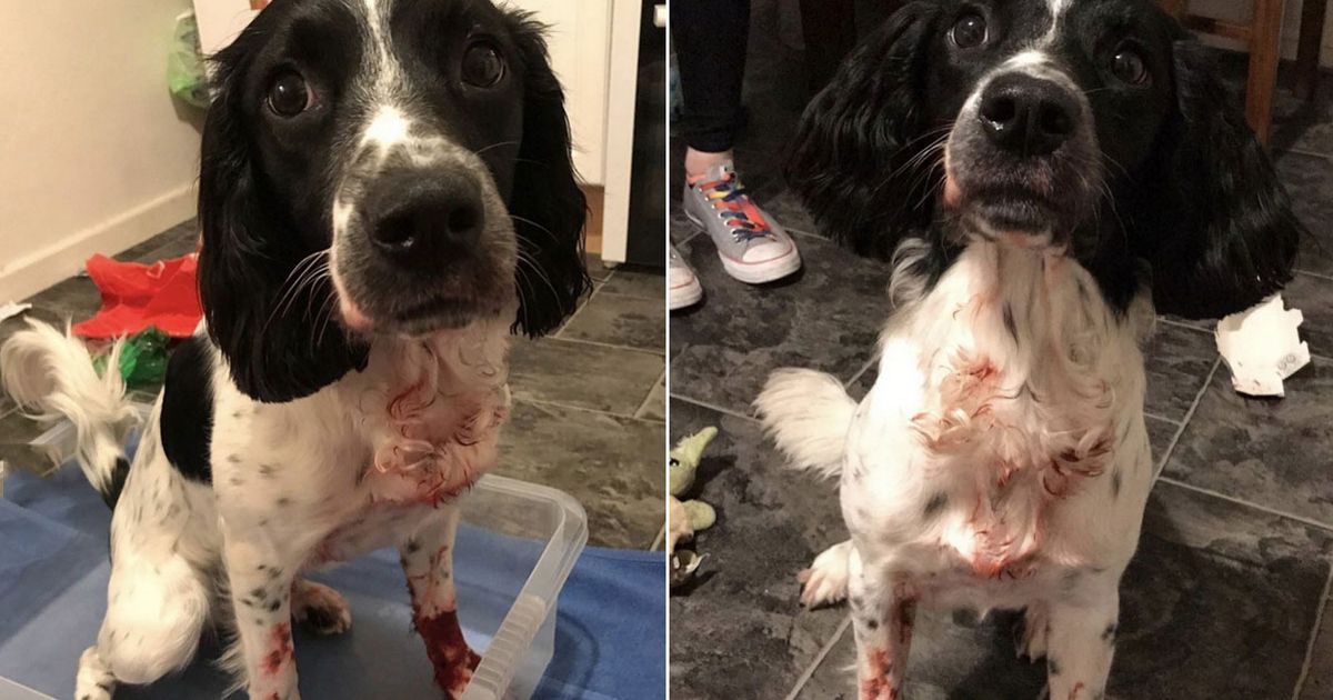 Woman’s horror after finding dog ‘covered in blood’ â€“ then finds empty red dye bottle