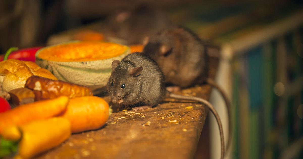 Rats breeding like rabbits as ‘Beast From the East’ and lockdown send numbers soaring