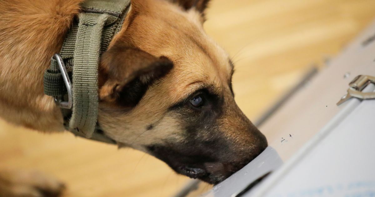 German sniffer dogs ‘are able to detect Covid with 94 per cent accuracy’ – World News