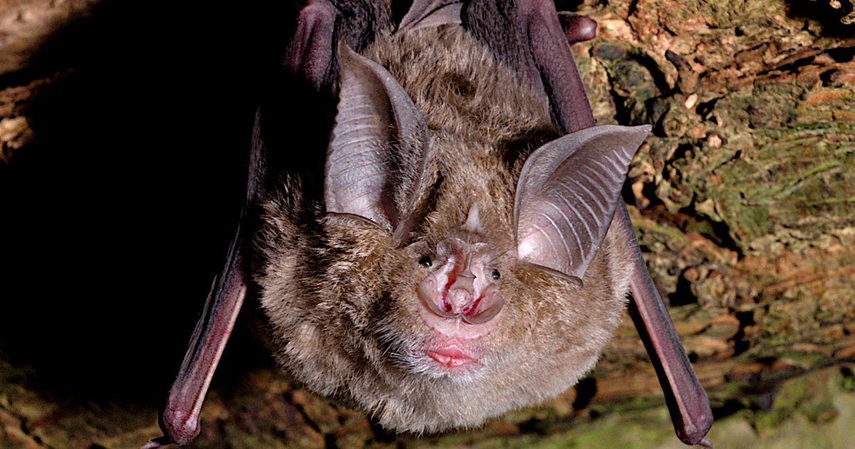 Wuhan lab at centre of Covid row designed cages to ‘breed bats for virus experiments’