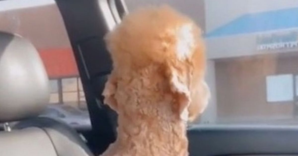 Dog transformed into alpaca at groomers ‘refuses to speak to her owner’