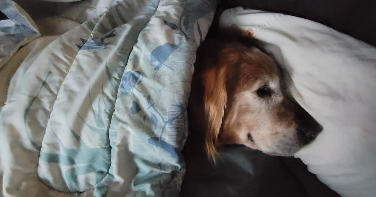 Golden retriever disappears after seizure â€“ but community rallies together to find him