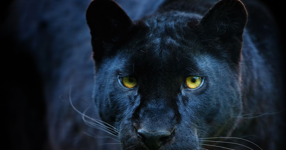 Fears big cat on the loose after ‘jaguar-like’ creature spotted in Brit town