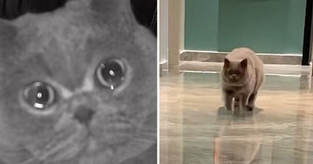 Heartbreaking moment home alone cat â€˜criesâ€™ on pet camera for ownerâ€™s return