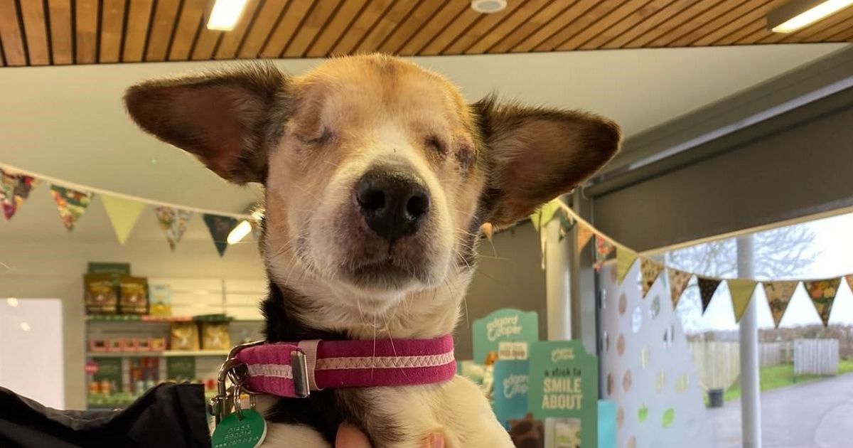 Blind dog abandoned at train station desperate for new home after eyes removed