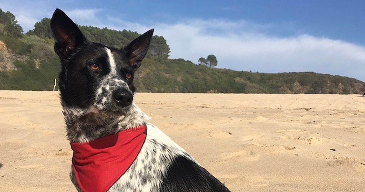 Homesick dog goes on incredible seven-mile journey to get back to her owners