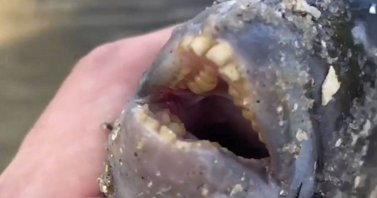 Angler shocked after reeling in zebra-striped fish with ‘human-like’ teeth