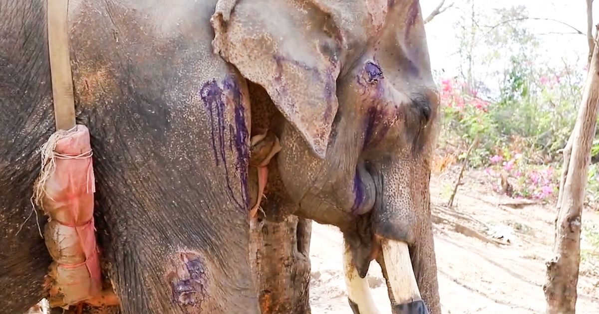 Starving elephant found ‘days from death’ with bones sticking out at closed tourist park