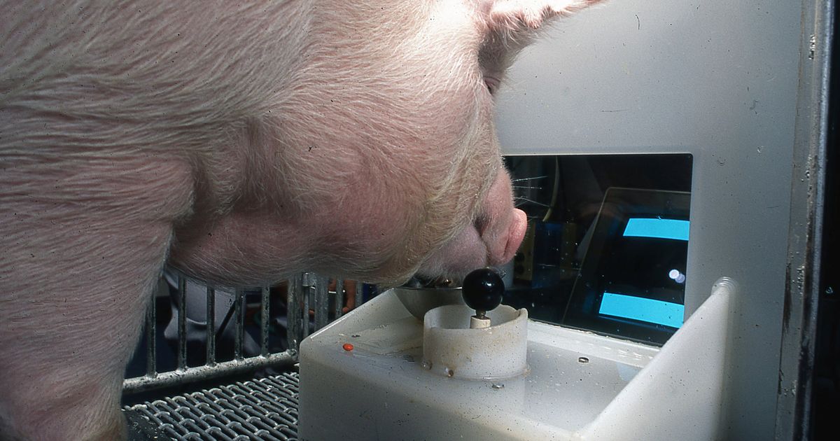 Pigs are so intelligent they can play video games using their snouts, scientists say