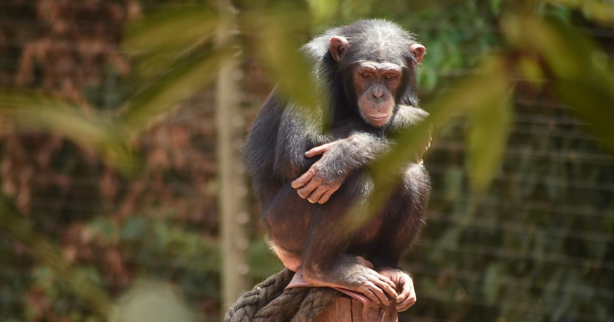 Mystery illness killing chimpanzees for years may finally be solved by scientists