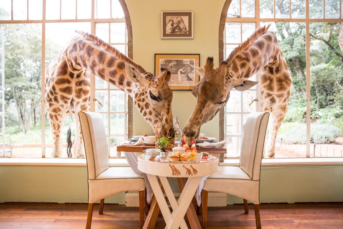 Giraffe sanctuary offers the wildest dream