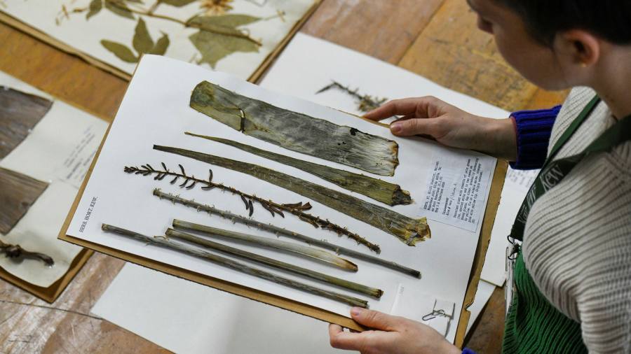 The â€˜big dataâ€™ of botany