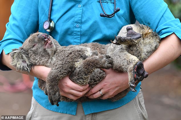 Nurse writes letter to WIRES for holding million meant for animals hurt in Australian bushfires