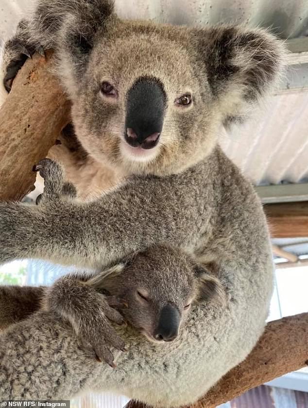 Adorable koala joey is named after Aussie hero as it’s revealed the animals could be endangered