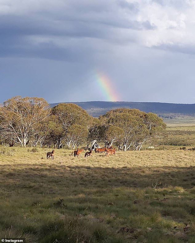 More than 4,000 brumbies will be killed