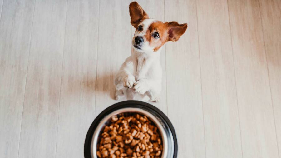 UK pet food industry hurt by Brexit checks and red tape