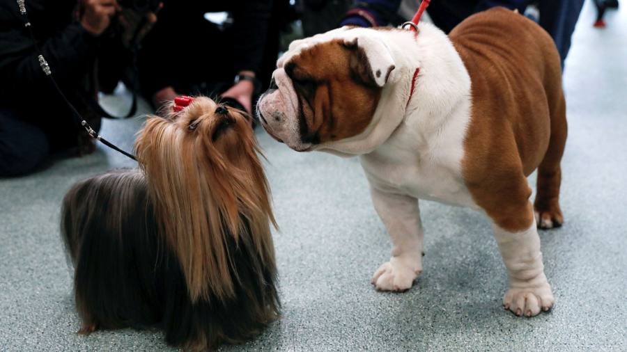 Dog prices: pedigree chums | Financial Times