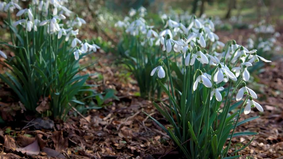 Fifty words for snowdrops | Financial Times