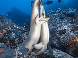 We’re gonna need a bigger bed: Sharks are seen having sex in rare images of the animals matingÂ 