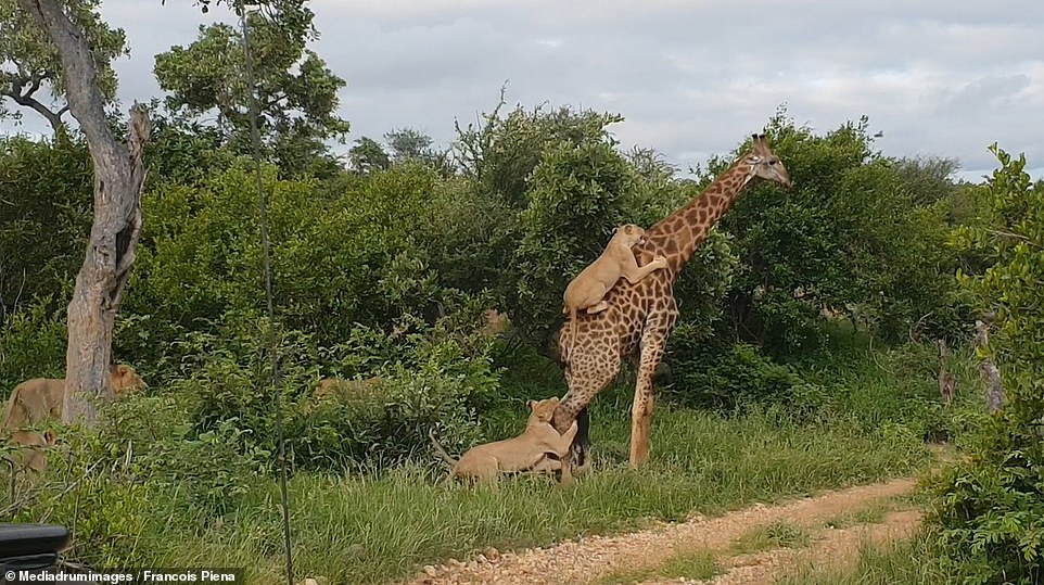 Giraffe survives after lions spend five hours climbing over it in a bid to drag it to its death