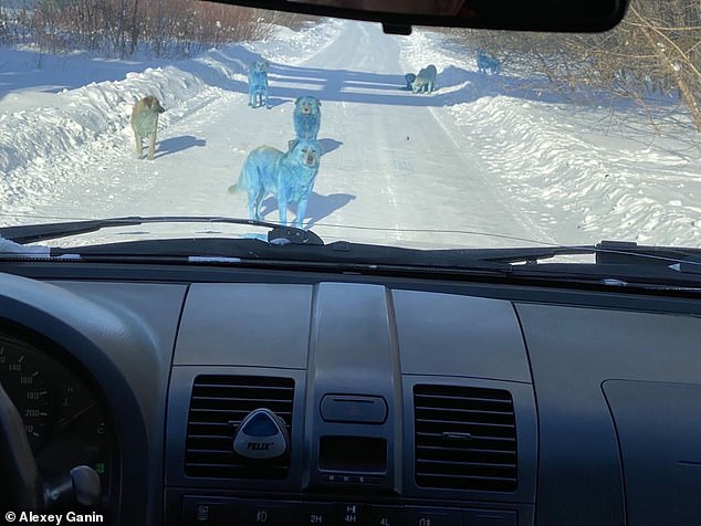 Stray dogs are turned bright BLUE ‘by pollution from chemical waste’ near Russian factoryÂ 