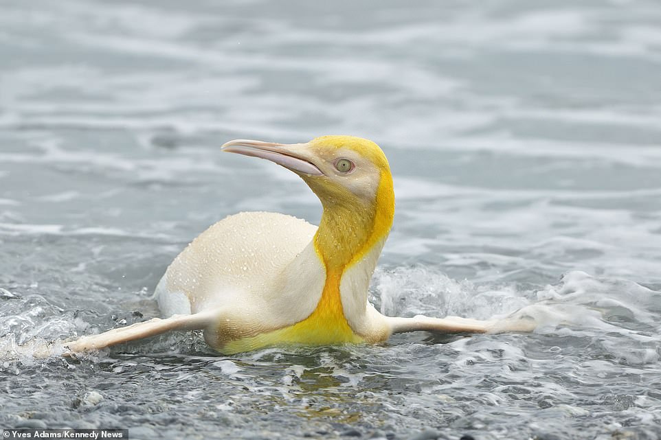 Photographer says he has seen ‘first ever’ YELLOW penguin among colony on South GeorgiaÂ 