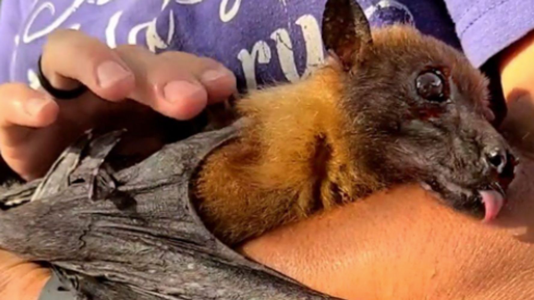 Statler The Geriatric Fruit Bat Takes The Internet By Storm