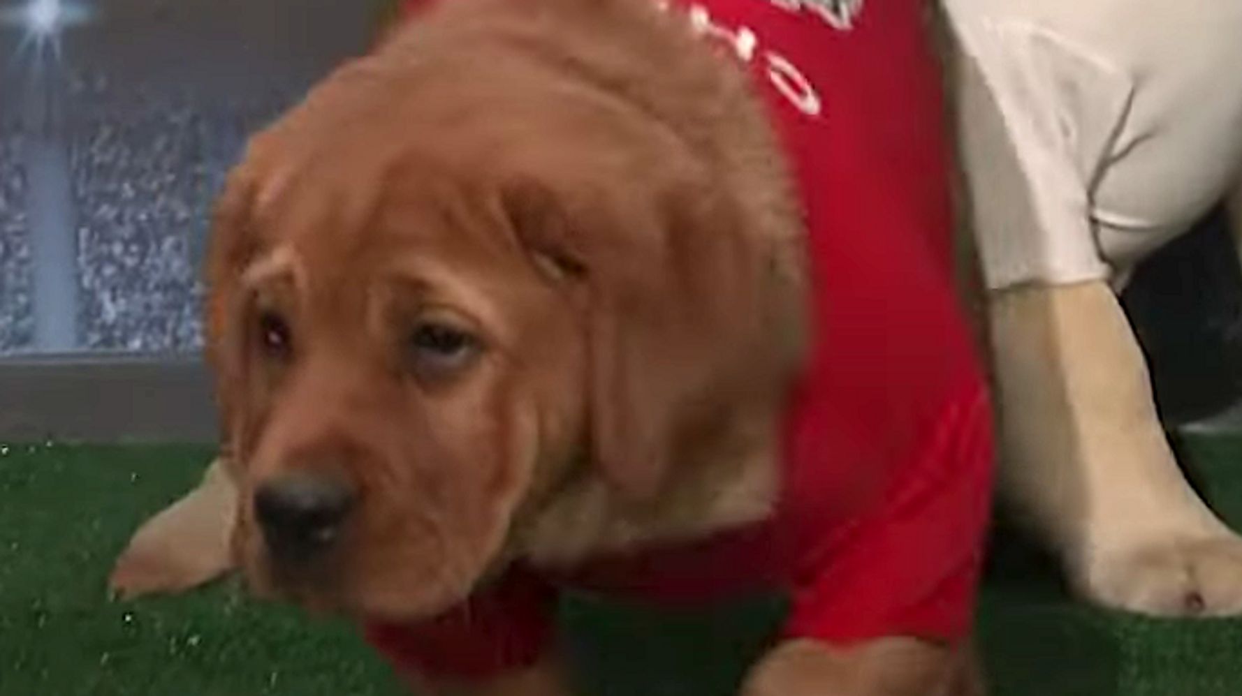 Puppies Predict 2021 Super Bowl Winner On 'The Tonight Show Starring Jimmy Fallon'