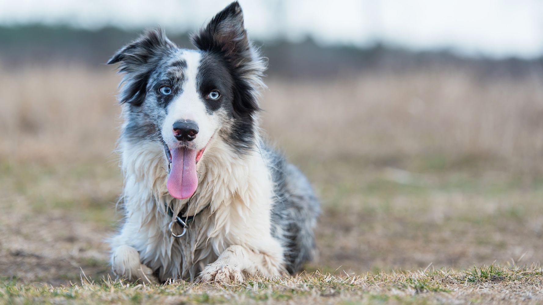 Tennessee Man Leaves Absolute Fortune To His Pet Dog